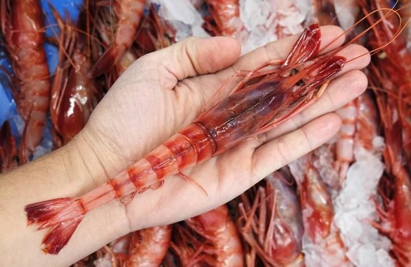 cómo conservar marisco